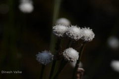 Eriocaulon tuberiferum